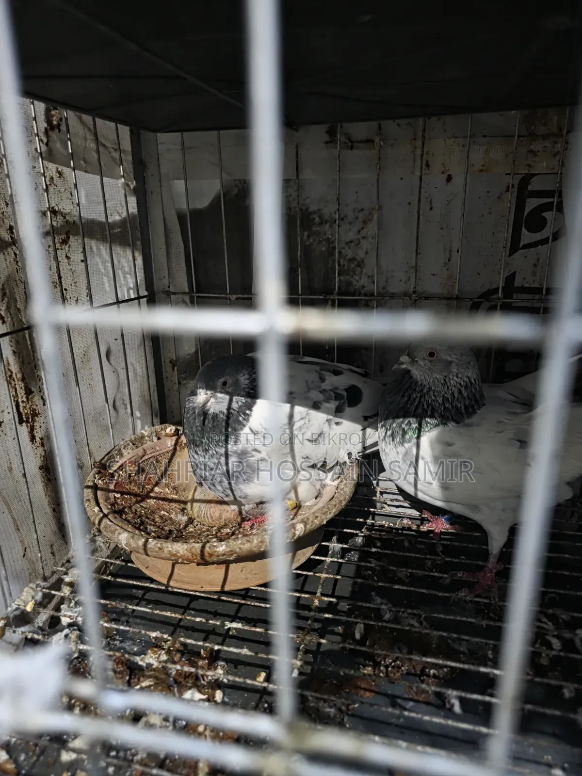 5 Pairs of Pigeons with Eggs and Chicks for Sale in Savar