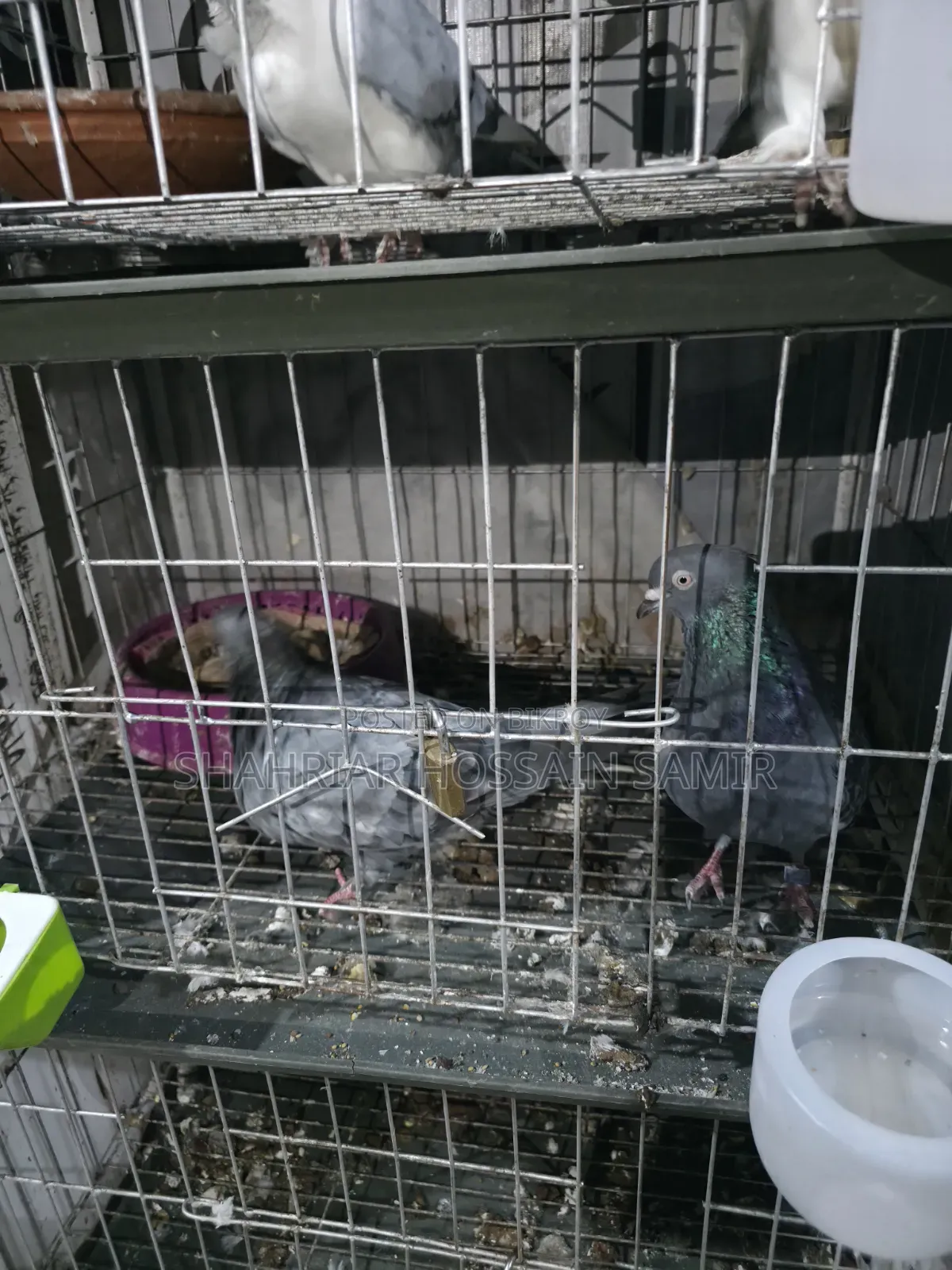 5 Pairs of Pigeons with Eggs and Chicks for Sale in Savar
