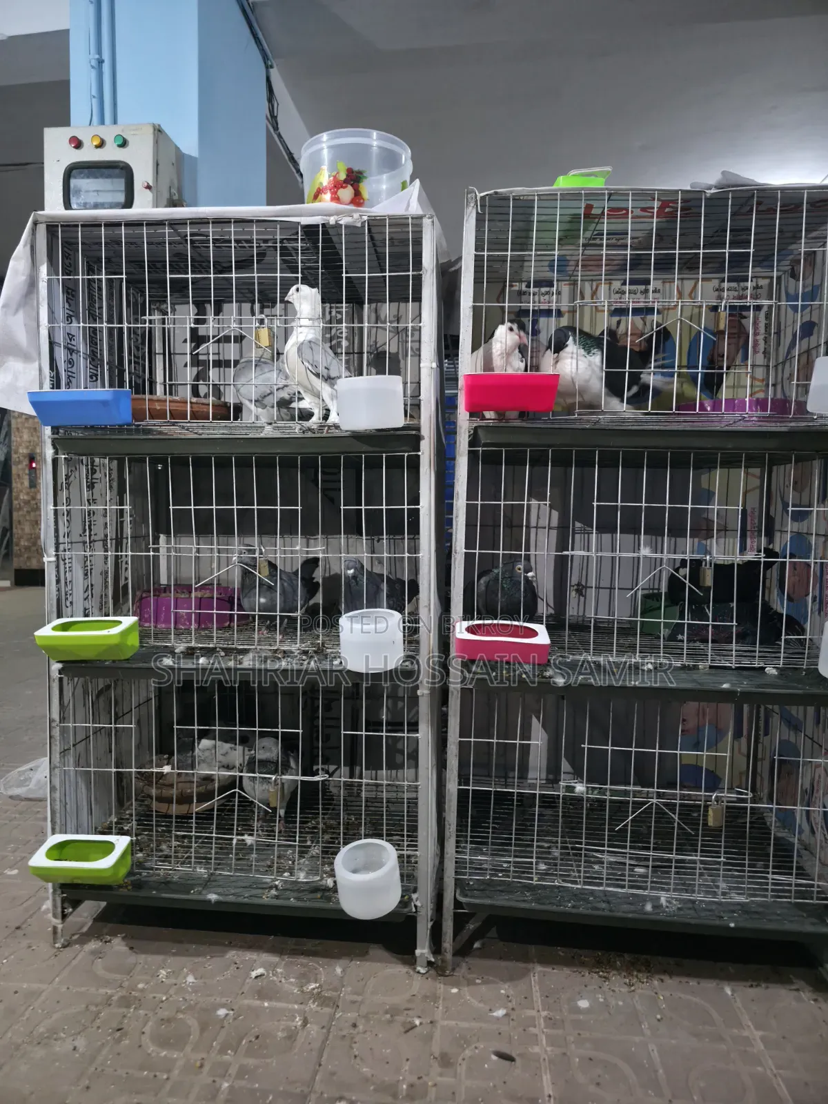 5 Pairs of Pigeons with Eggs and Chicks for Sale in Savar