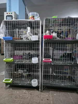 5 Pairs of Pigeons with Eggs and Chicks for Sale in Savar