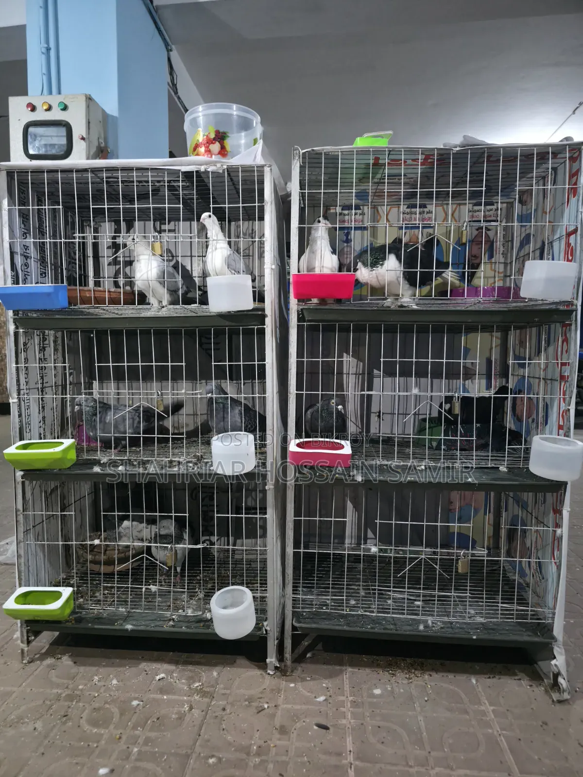 5 Pairs of Pigeons with Eggs and Chicks for Sale in Savar