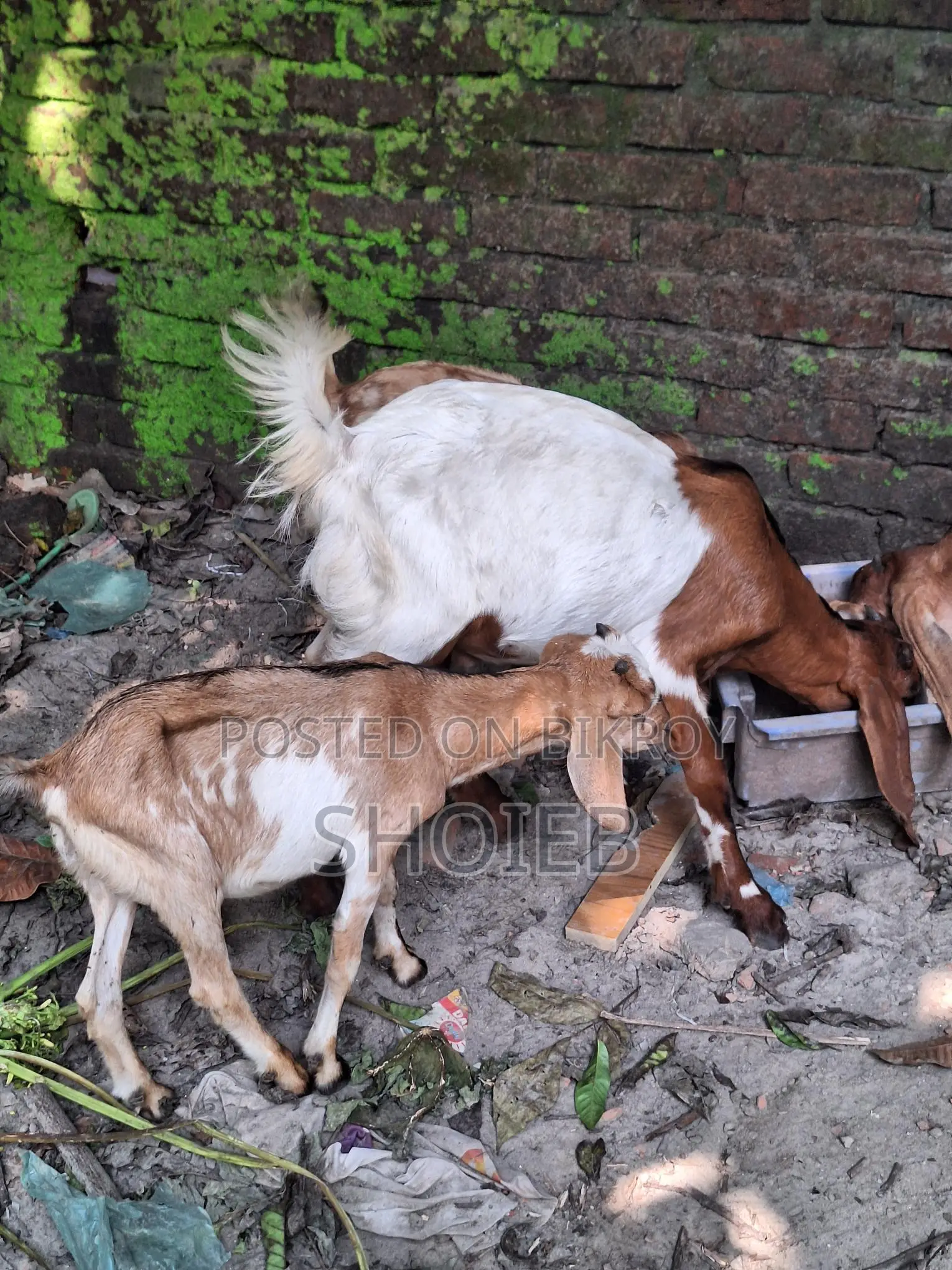 Jamnapari Goat for Qurbani