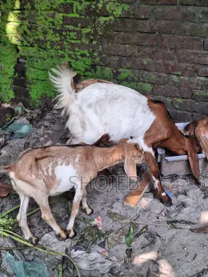 Jamnapari Goat for Qurbani