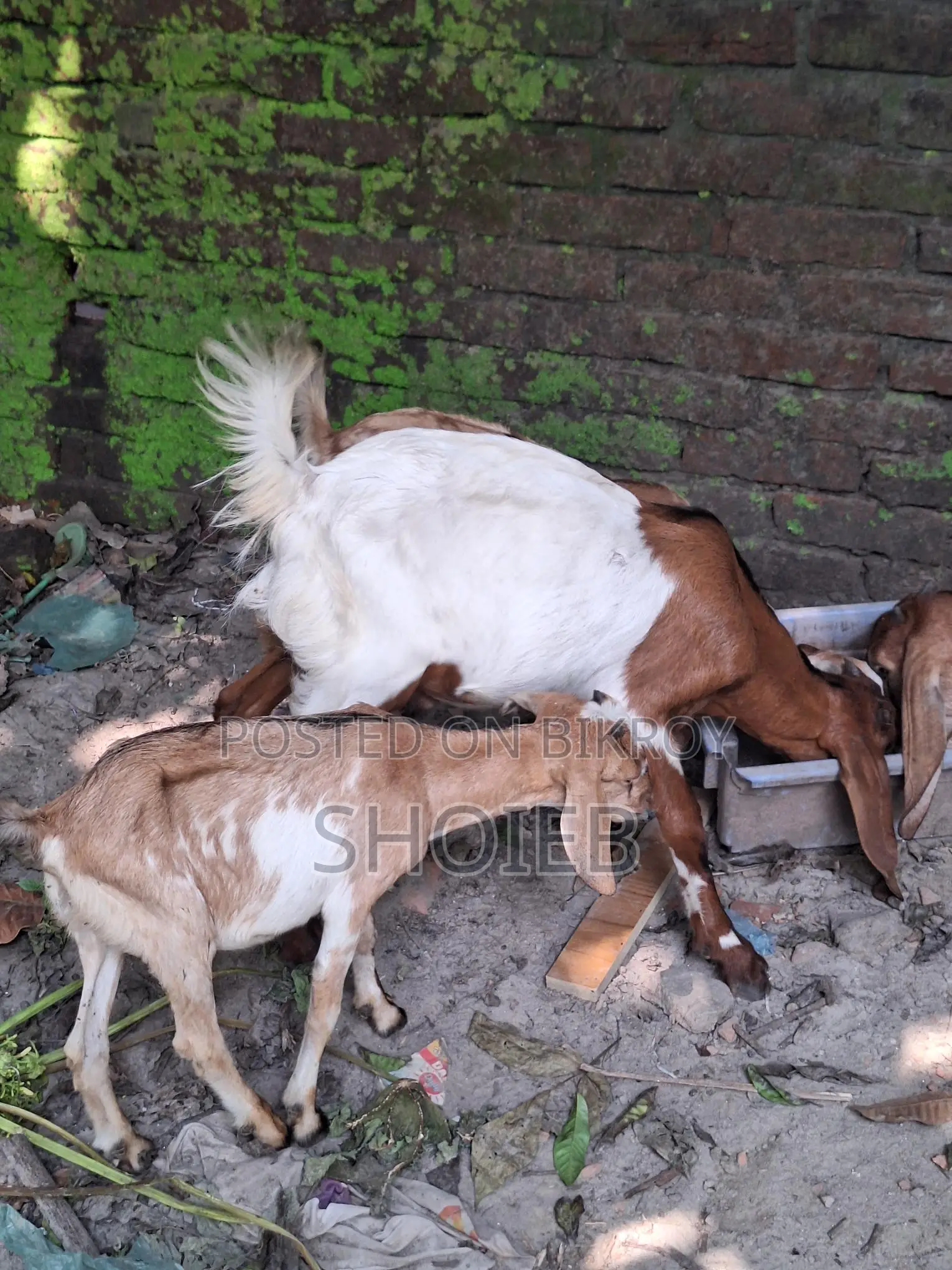 Jamnapari Goat for Qurbani
