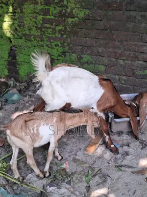 Jamnapari Goat for Qurbani