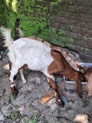 Jamnapari Goat for Qurbani