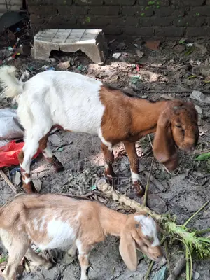 Jamnapari Goat for Qurbani