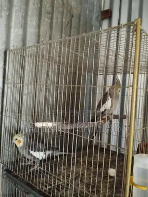 এক জোড়া রানিং ডিম বাচ্চা করা ককাটেল পাখি বিক্রি হবে