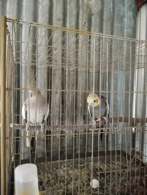 এক জোড়া রানিং ডিম বাচ্চা করা ককাটেল পাখি বিক্রি হবে