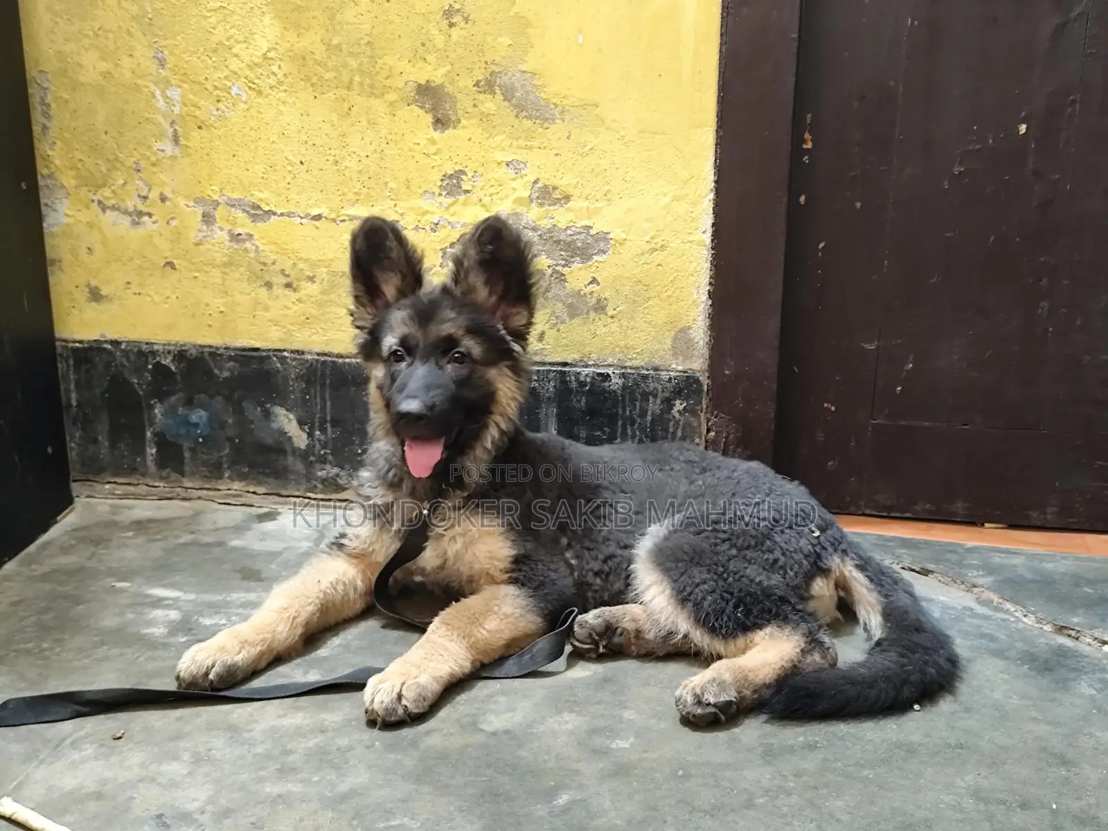 Dog for Sale