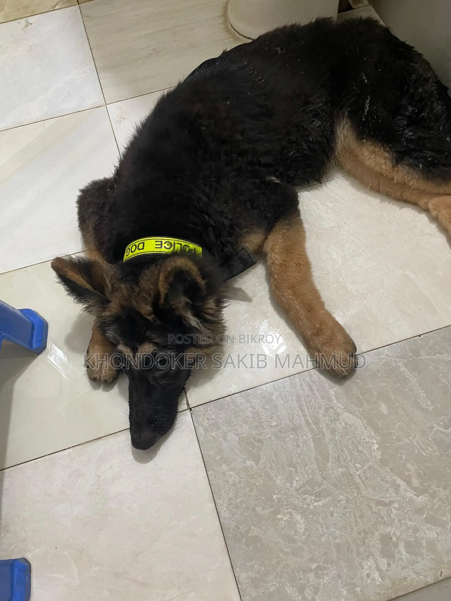 Dog for Sale