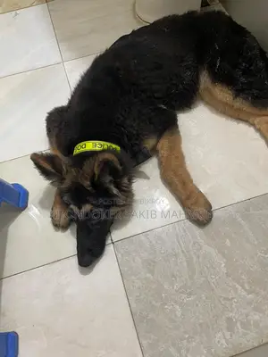 Dog for Sale