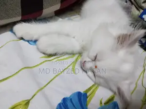 বিড়াল