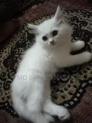 বিড়াল