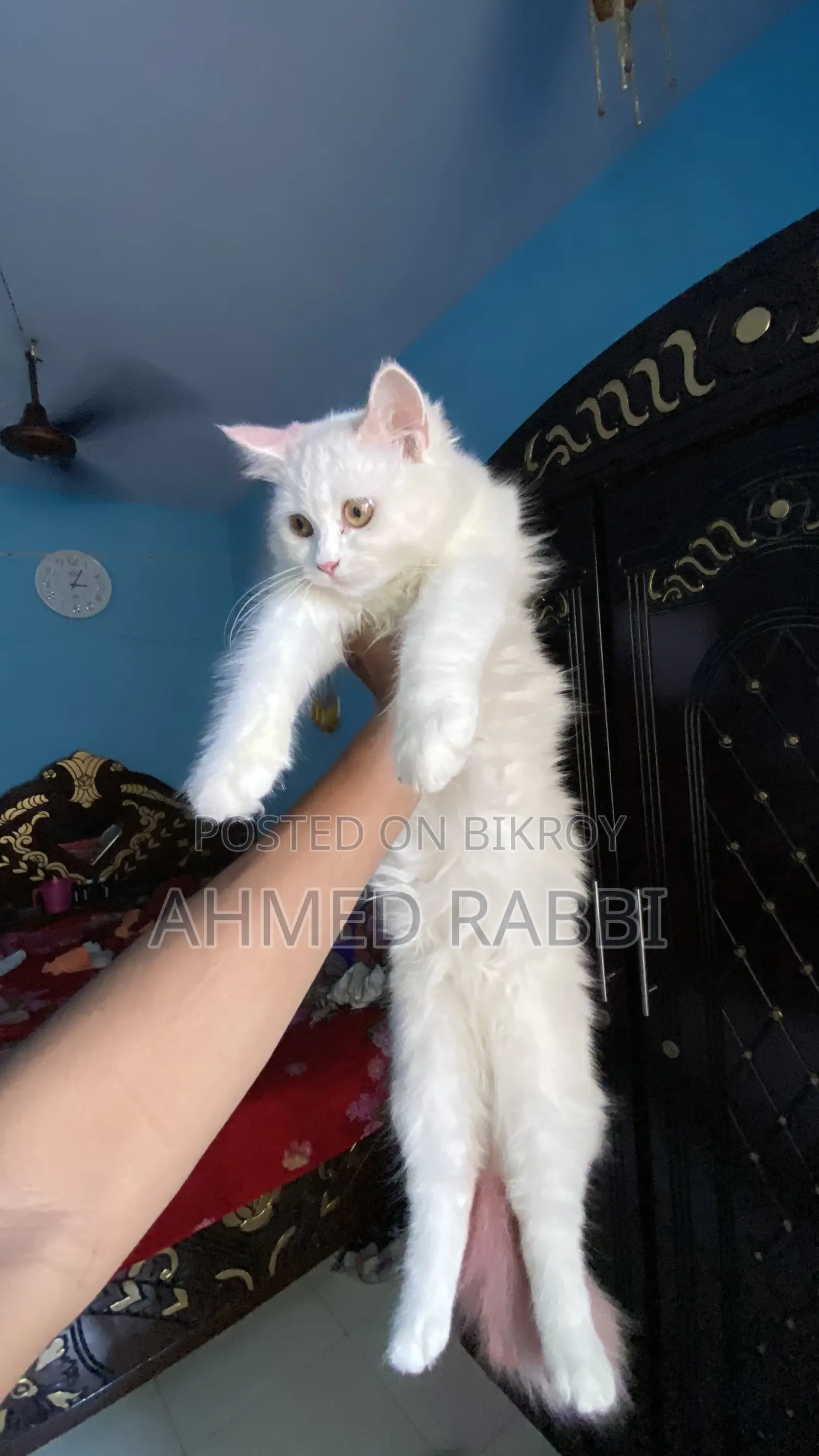 1-3 Months Female Purebred Persian