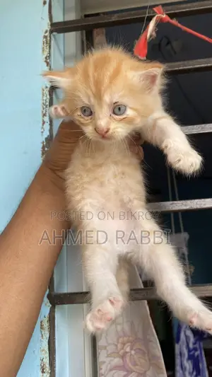 1-3 Months Female Purebred Persian