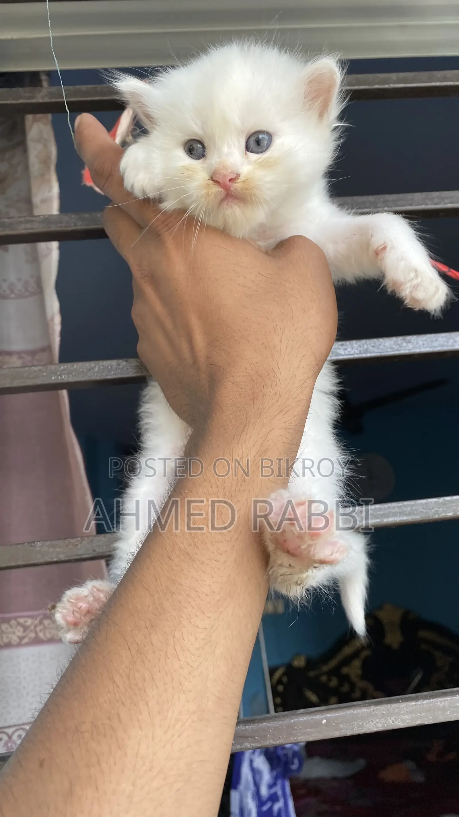 1-3 Months Female Purebred Persian