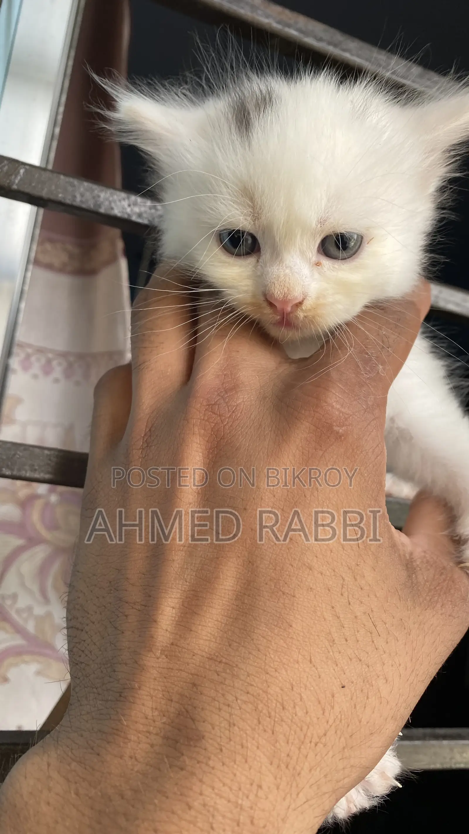 1-3 Months Female Purebred Persian