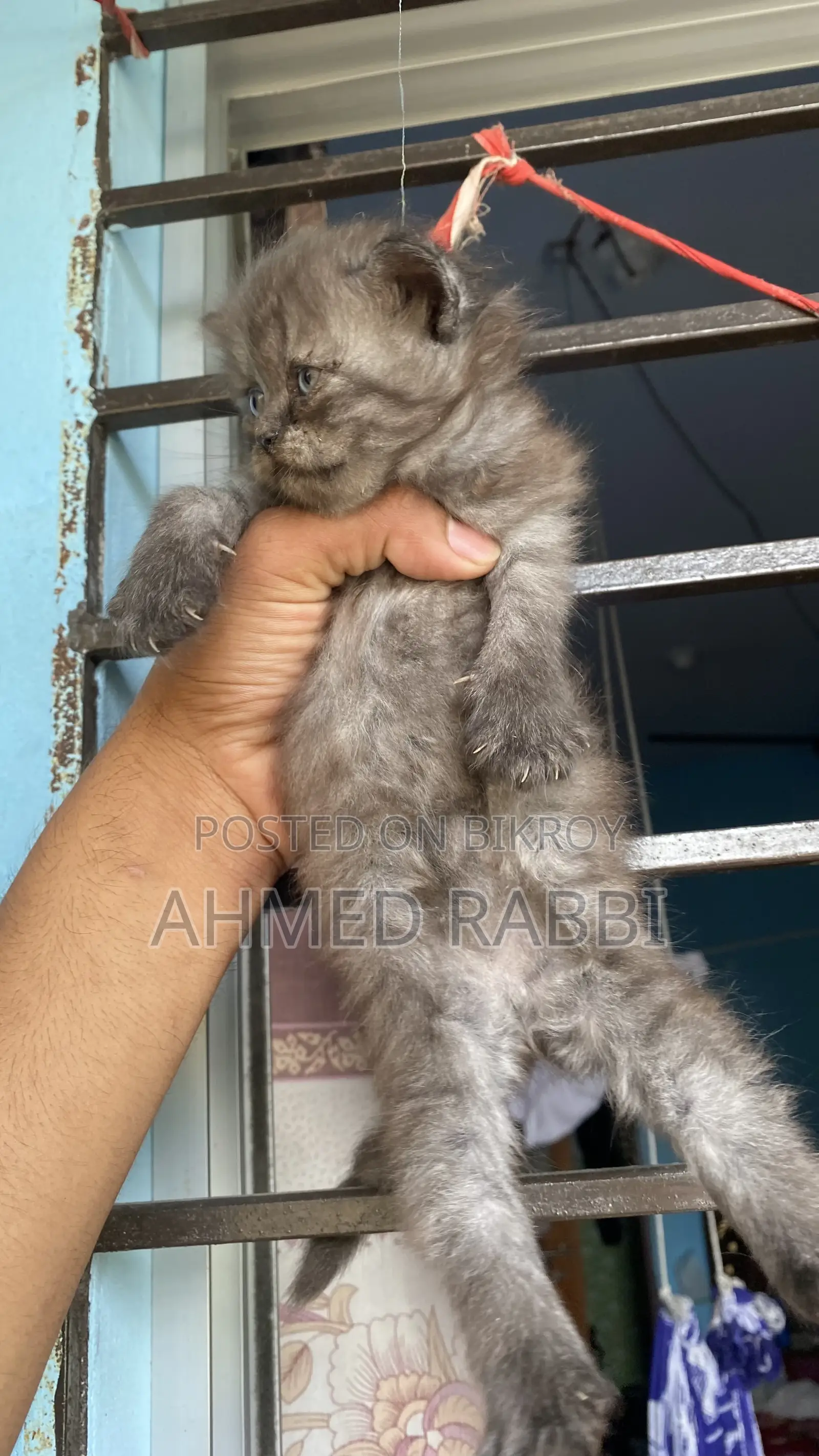 1-3 Months Female Purebred Persian