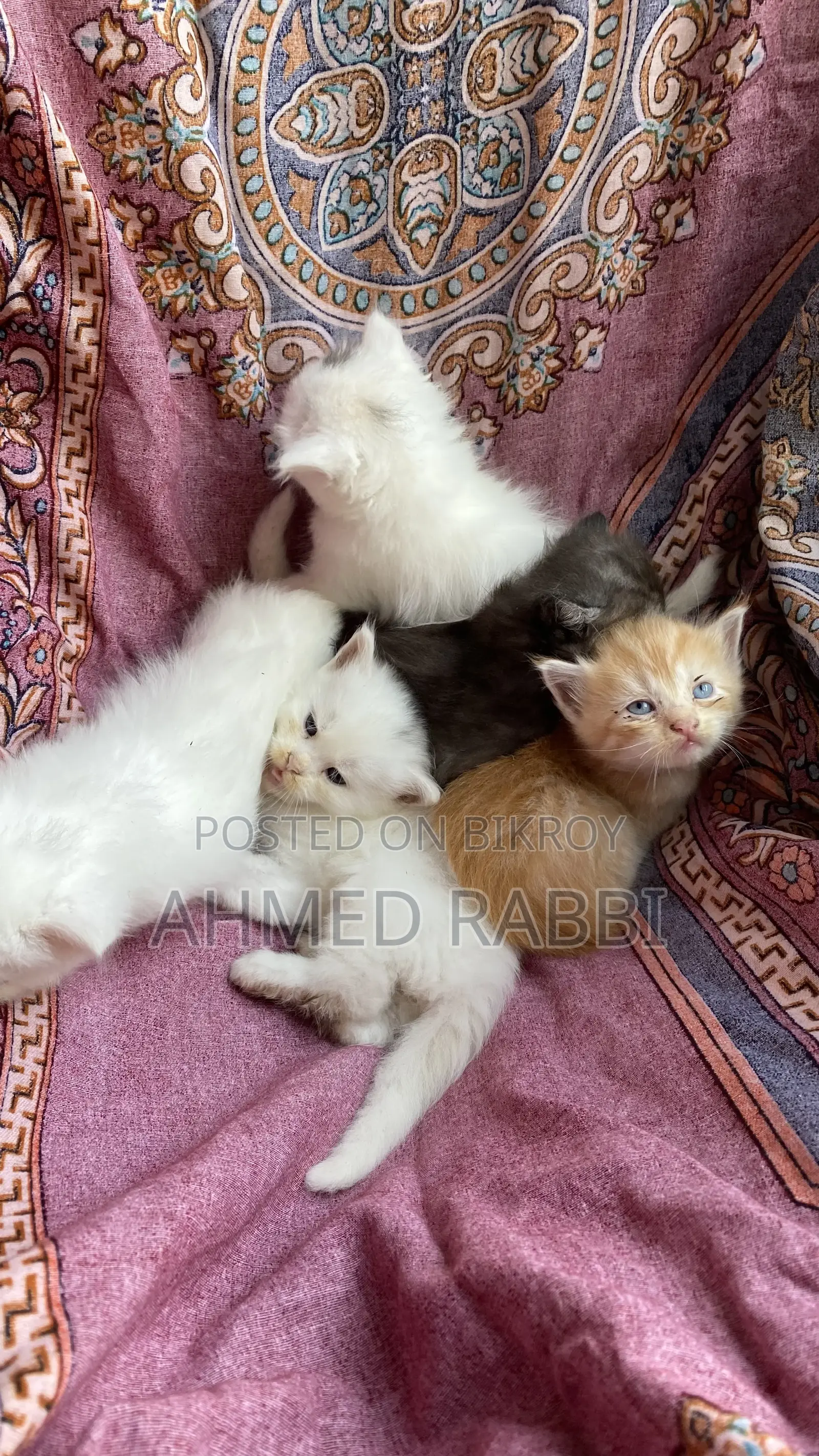1-3 Months Female Purebred Persian