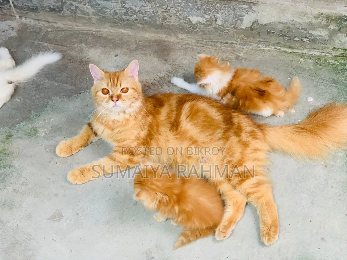 Persian Adult Female with 2 Kittens