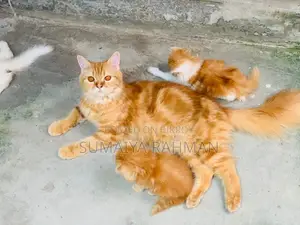 Persian Adult Female with 2 Kittens
