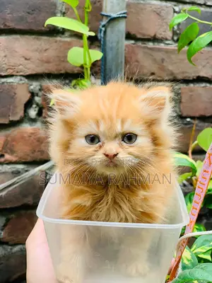 Persian Adult Female with 2 Kittens
