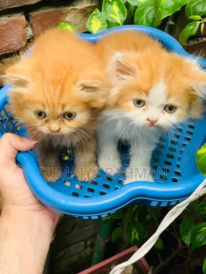 Persian Adult Female with 2 Kittens