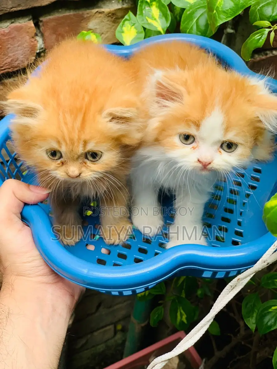 Persian Adult Female with 2 Kittens