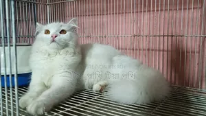 ৬-১২ মাস বয়সী পুরুষ মিক্সড ব্রিড পার্সিয়ান