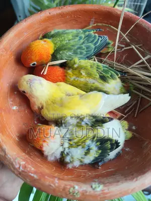 Green Ewing Opaline Lovebird Chicks