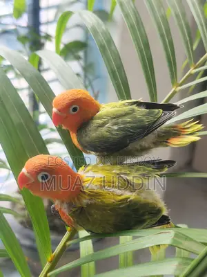 Green Ewing Opaline Lovebird Chicks