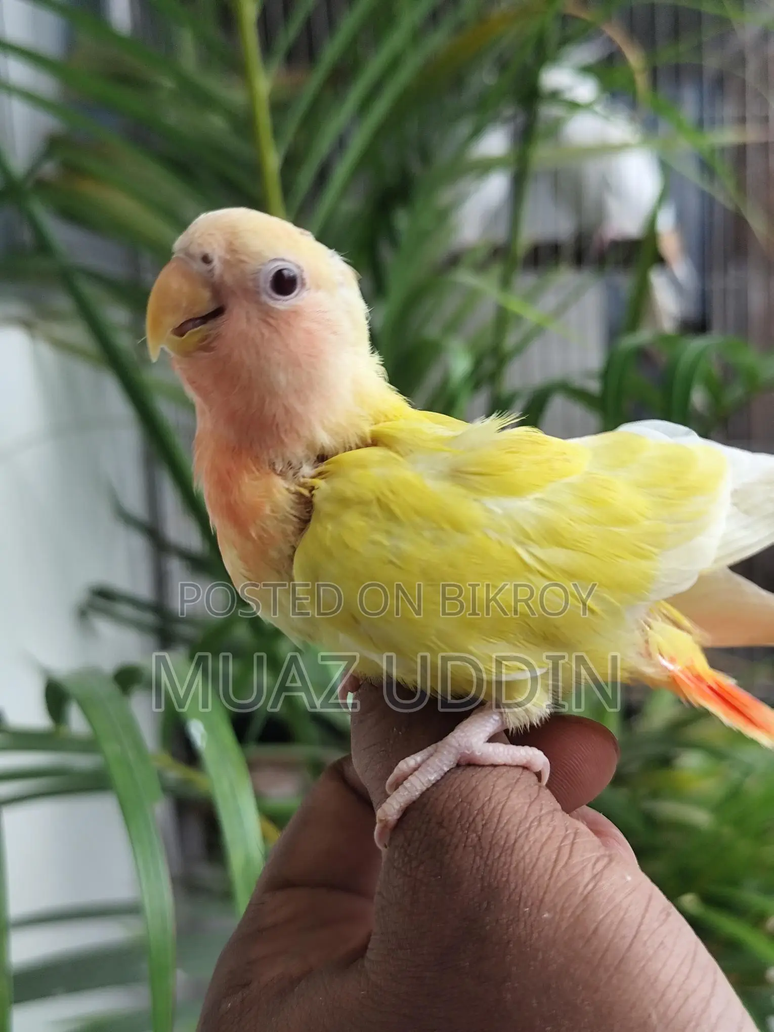 Green Ewing Opaline Lovebird Chicks