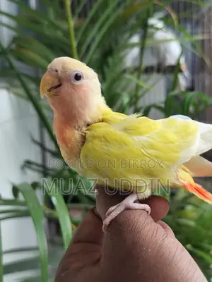 Green Ewing Opaline Lovebird Chicks