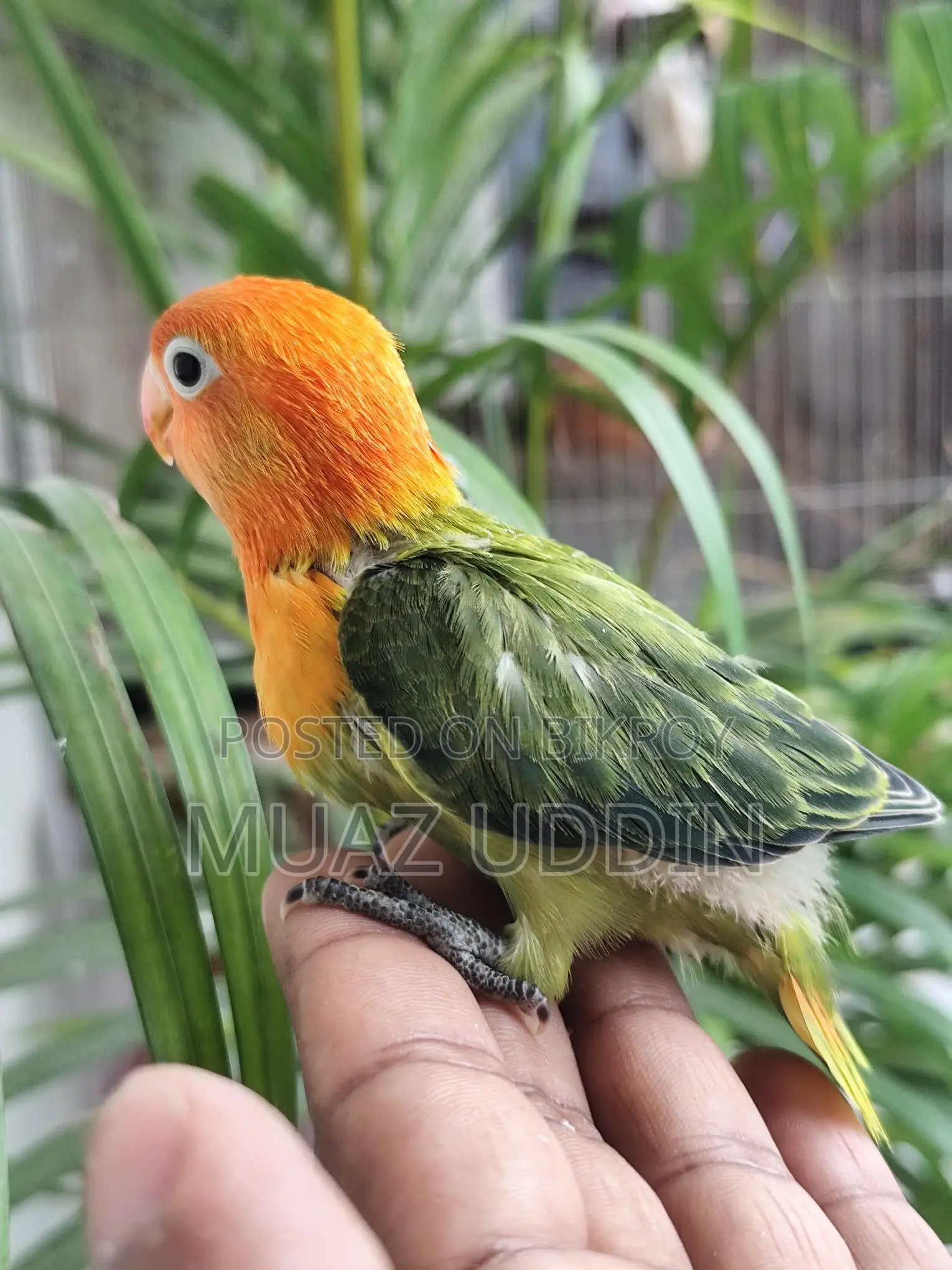 Green Ewing Opaline Lovebird Chicks