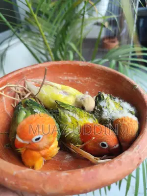 Green Ewing Opaline Lovebird Chicks