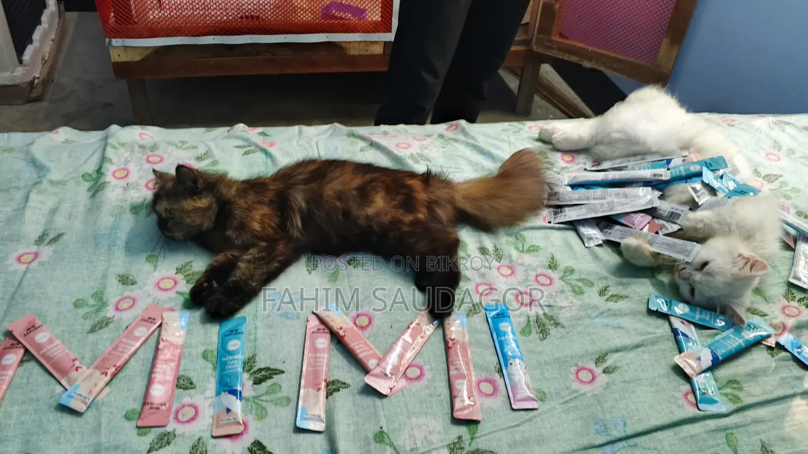 3-6 Months Male Purebred Persian