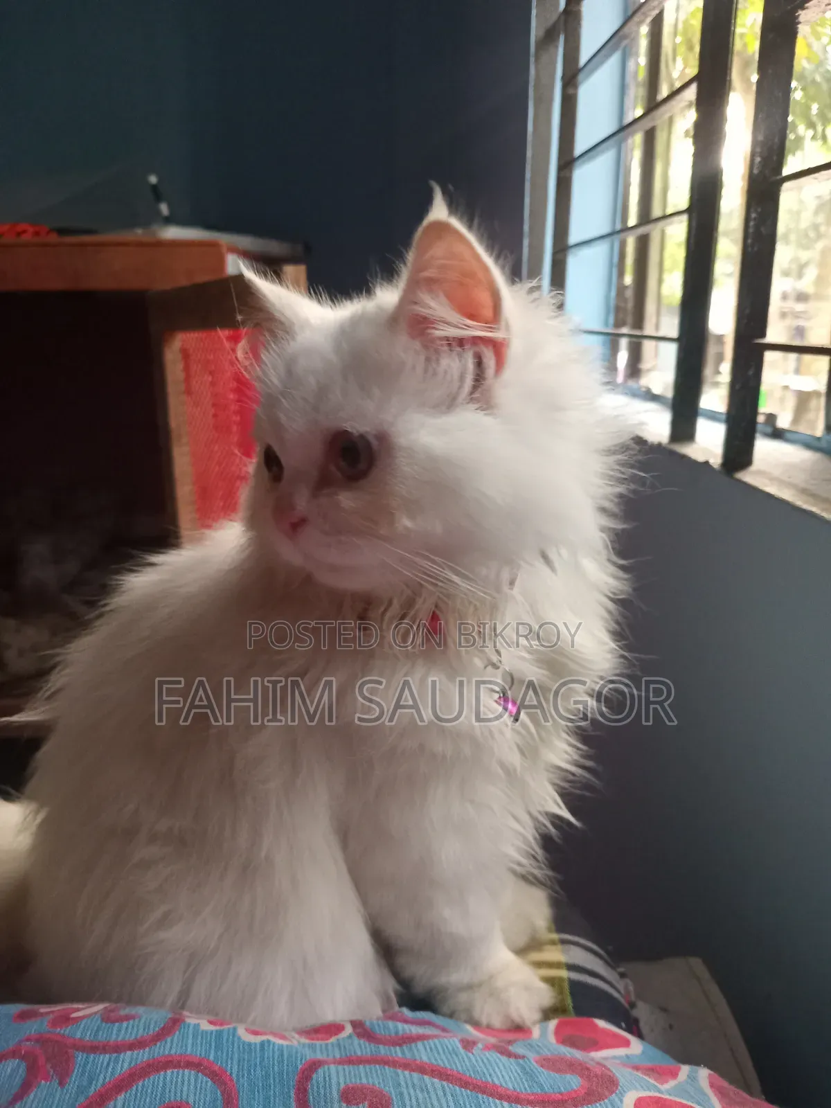 3-6 Months Male Purebred Persian