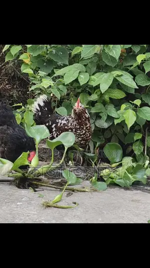 Egg-laying Dariwala, Crested, and Tiger Chickens