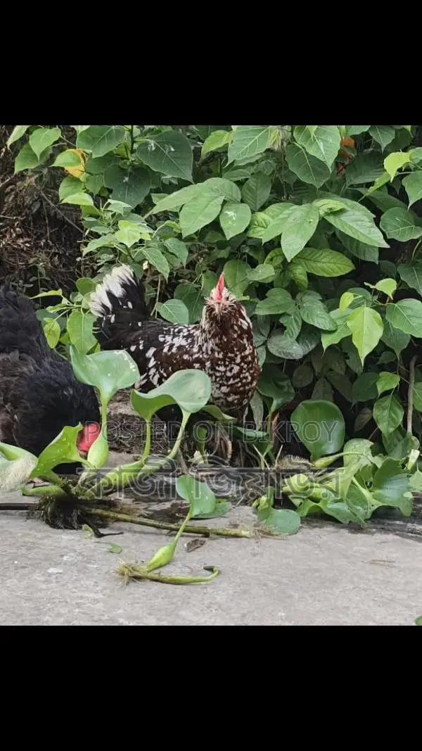 Egg-laying Dariwala, Crested, and Tiger Chickens