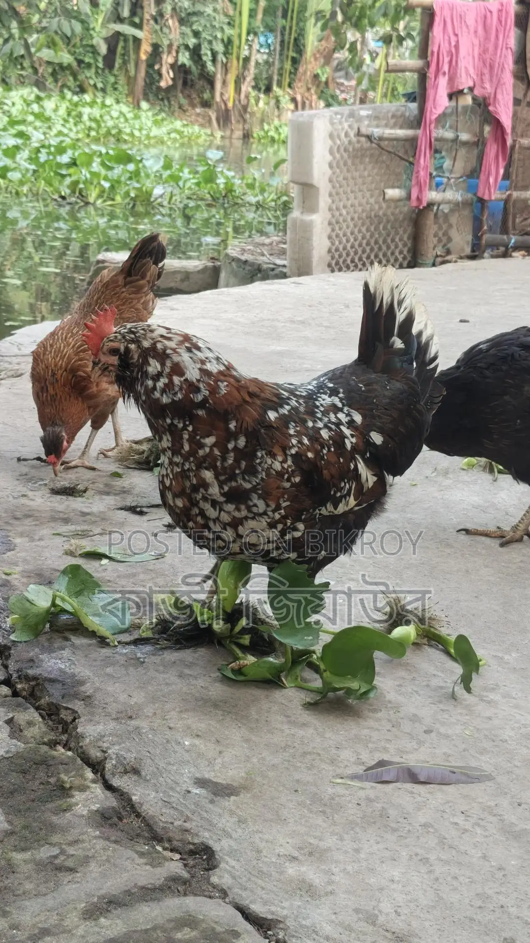 Egg-laying Dariwala, Crested, and Tiger Chickens