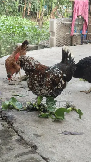 Egg-laying Dariwala, Crested, and Tiger Chickens