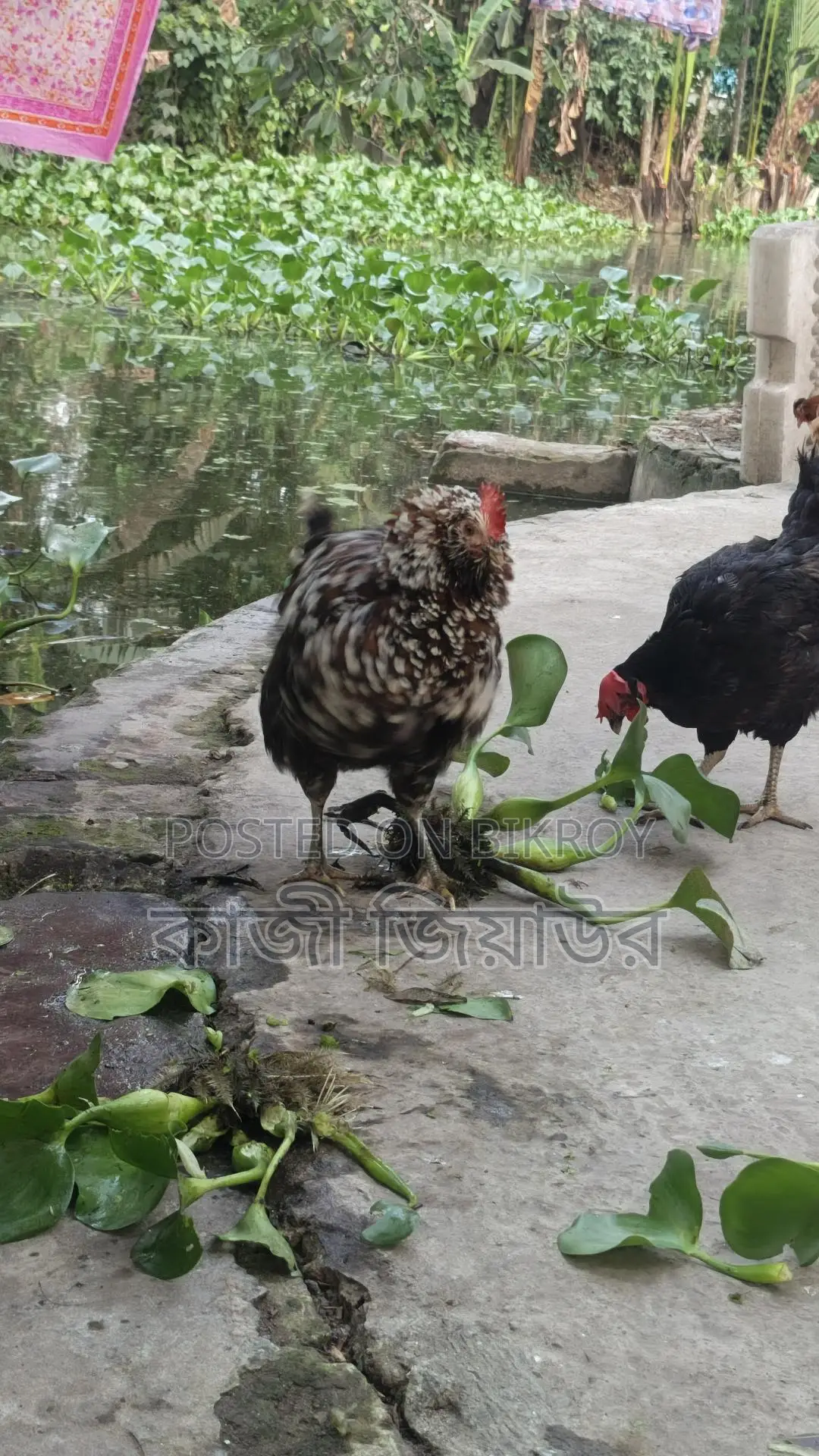 Egg-laying Dariwala, Crested, and Tiger Chickens