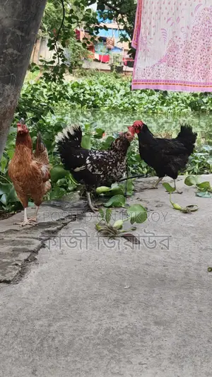 Egg-laying Dariwala, Crested, and Tiger Chickens