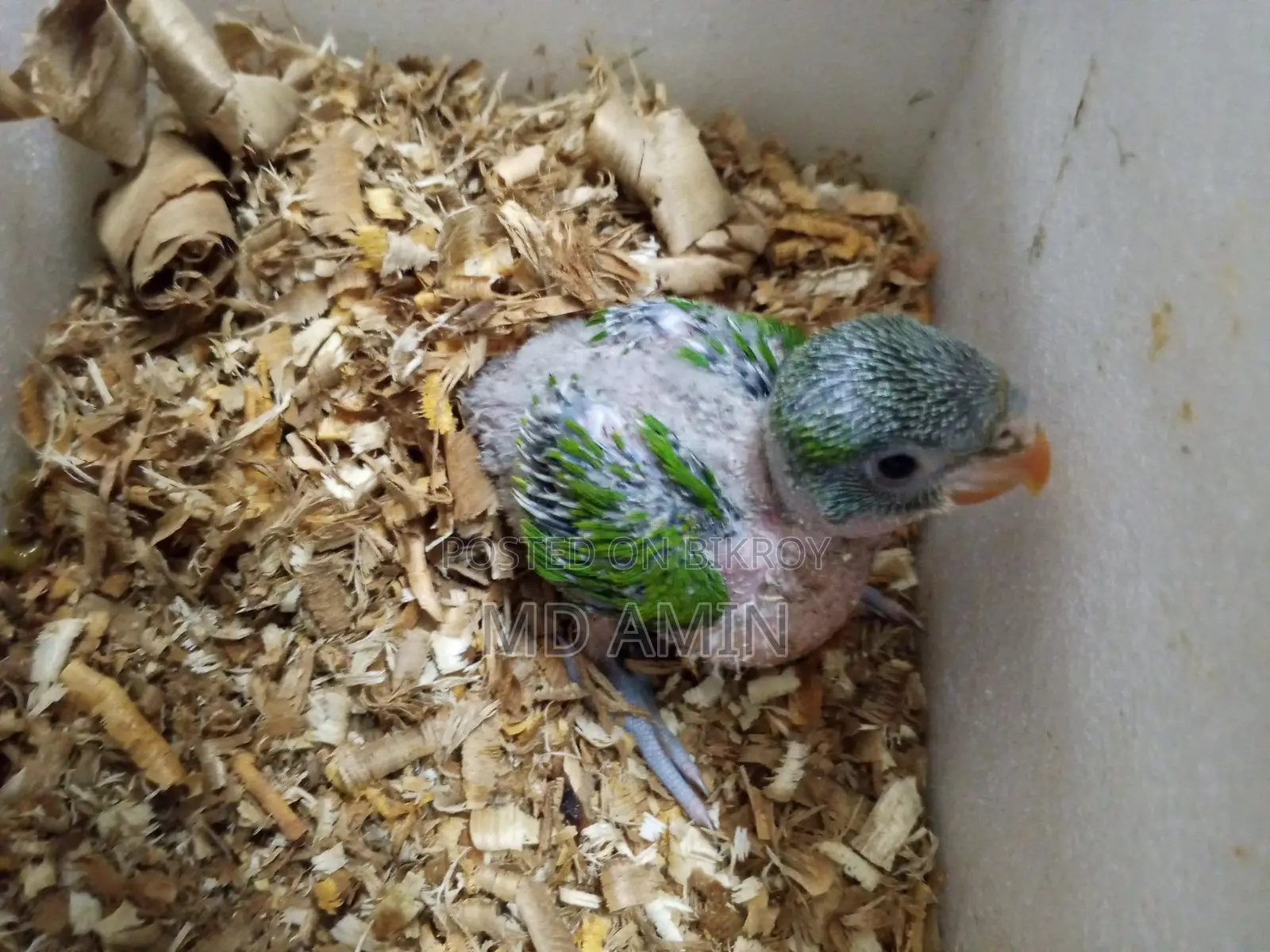 Parrot Chick