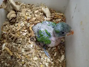 Parrot Chick