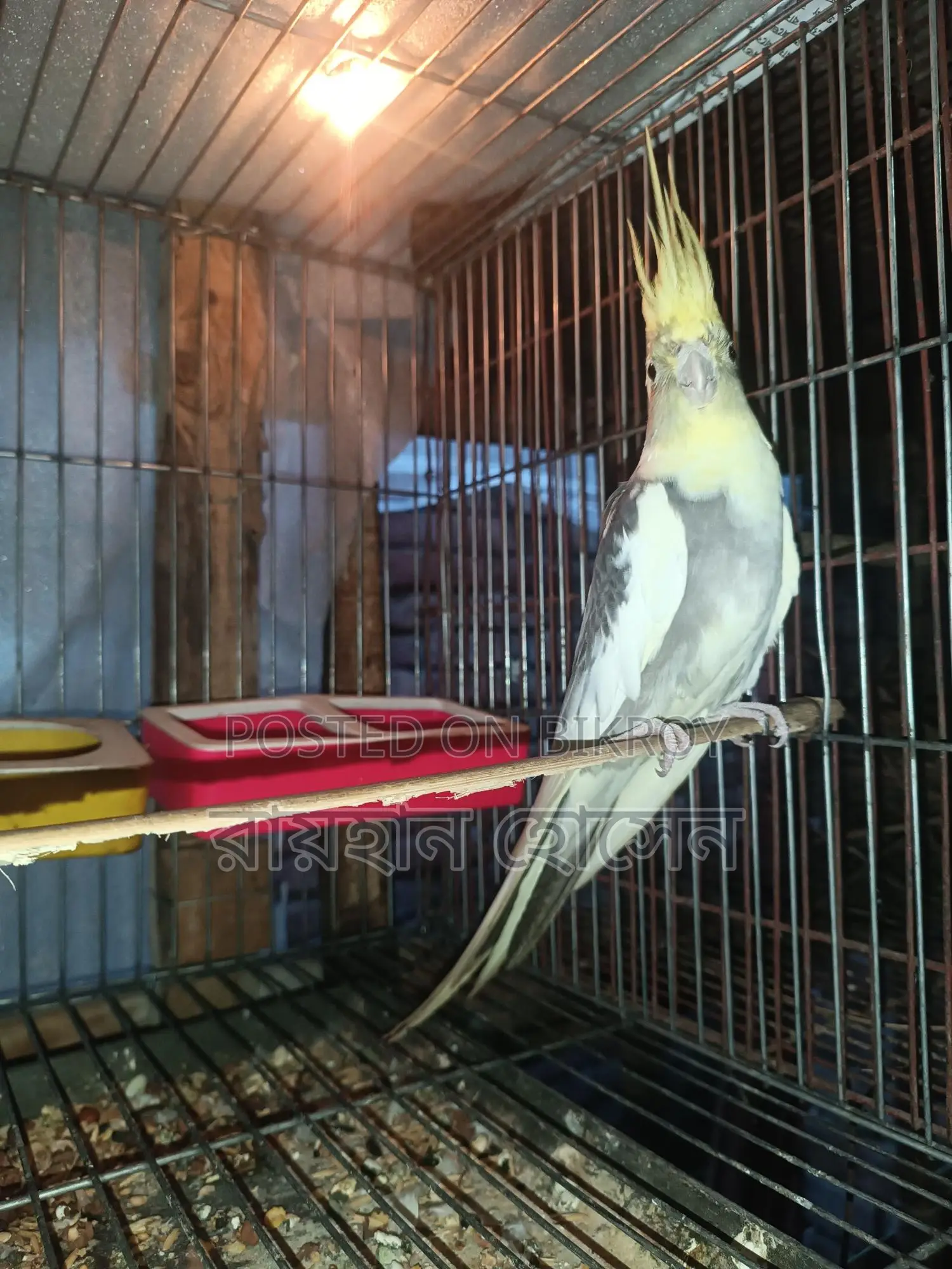 Cockatiel