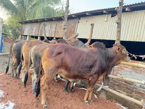 শক্তিশালী ও স্বাস্থ্যবান গরু বিক্রয়—দেখলেই পছন্দ হবে