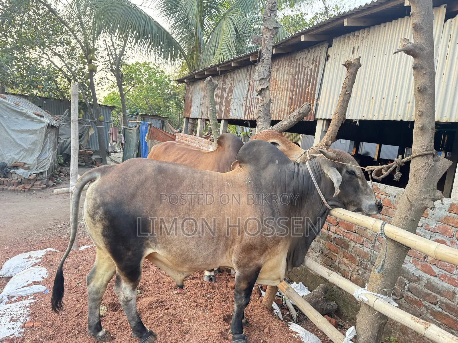 শক্তিশালী ও স্বাস্থ্যবান গরু বিক্রয়—দেখলেই পছন্দ হবে