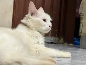 ৩-৬ মাস বয়সী ফিমেল মিক্সড ব্রিড পার্সিয়ান